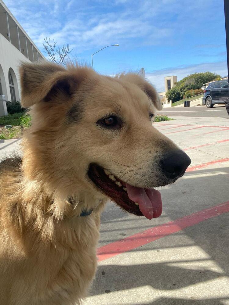 Six, a Adoptable mixed breed in Jamul, CA image 1/6