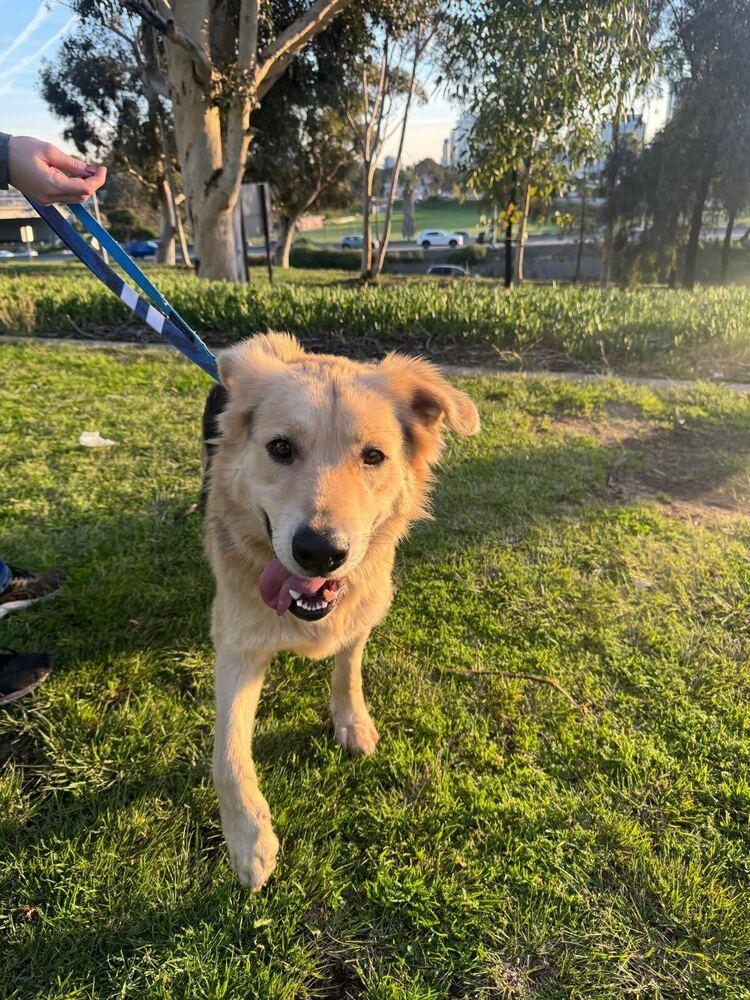 Six, a Adoptable mixed breed in Jamul, CA image 2/6