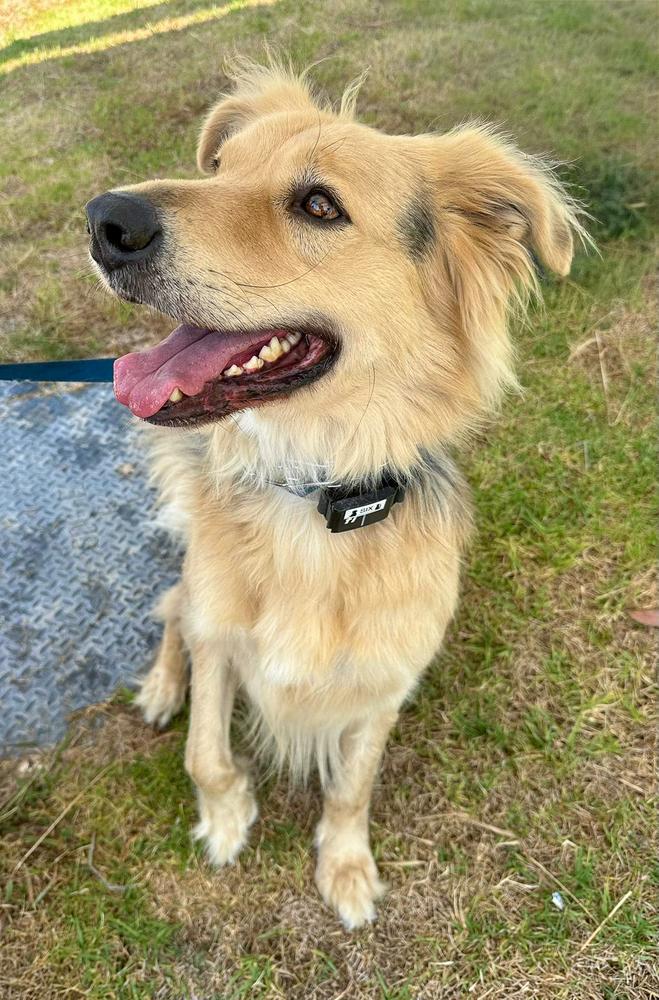 Enlarge Six, a Adoptable mixed breed in Jamul, CA image 1/6