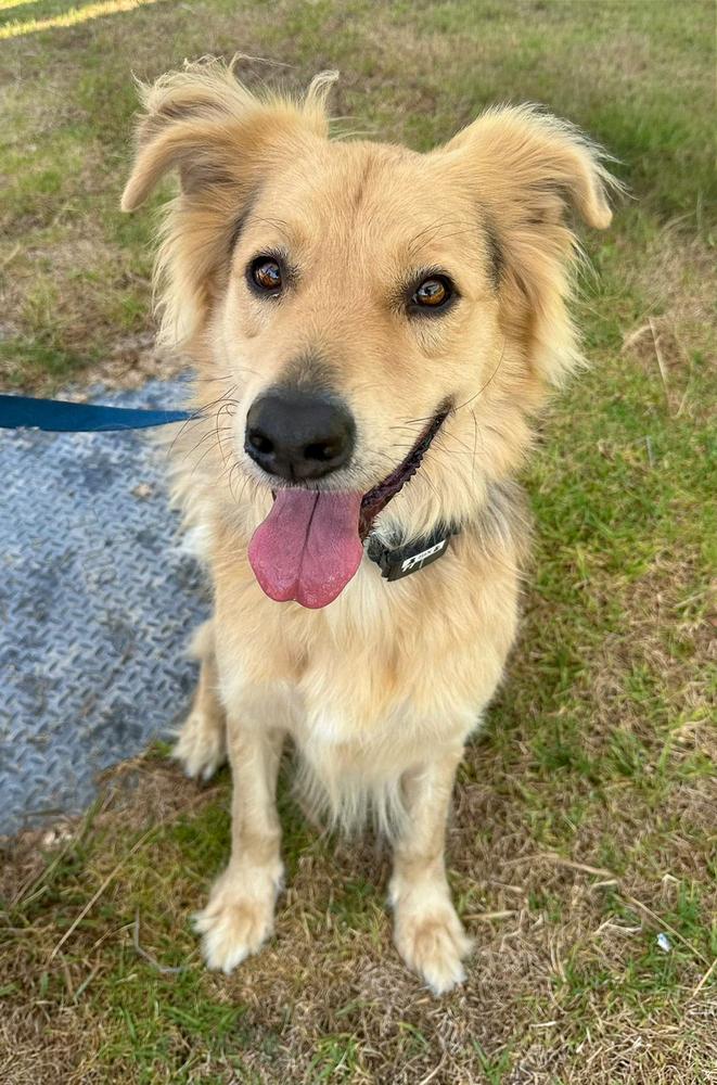 Enlarge Six, a Adoptable mixed breed in Jamul, CA image 2/6