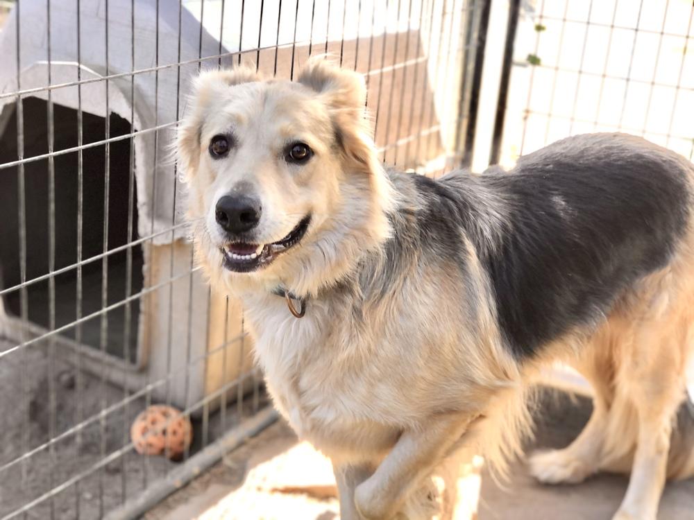 Six, a Adoptable mixed breed in Jamul, CA image 3/6