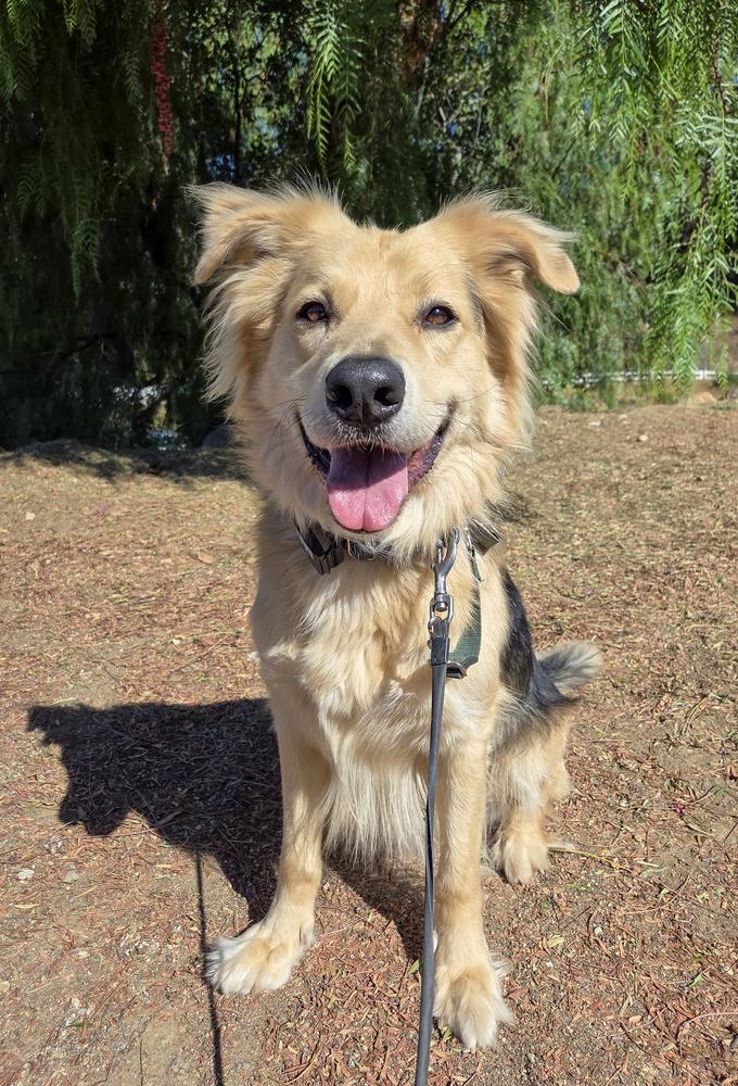 Enlarge Six, a Adoptable mixed breed in Jamul, CA image 3/6