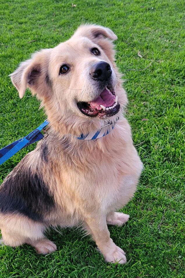 Enlarge Six, a Adoptable mixed breed in Jamul, CA image 4/6