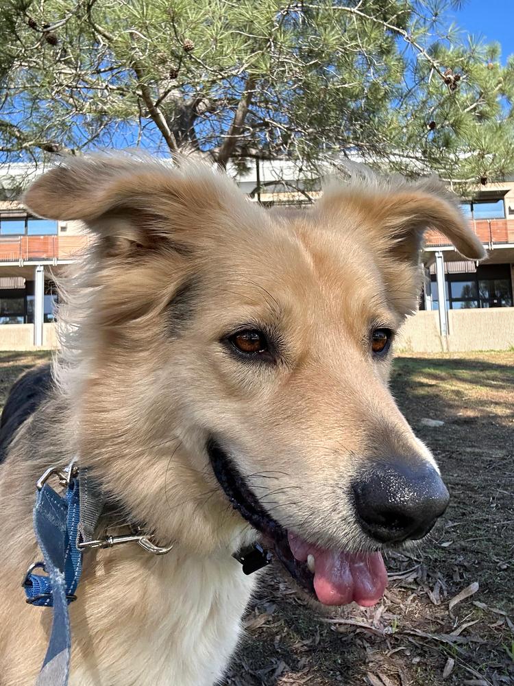 Enlarge Six, a Adoptable mixed breed in Jamul, CA image 5/6