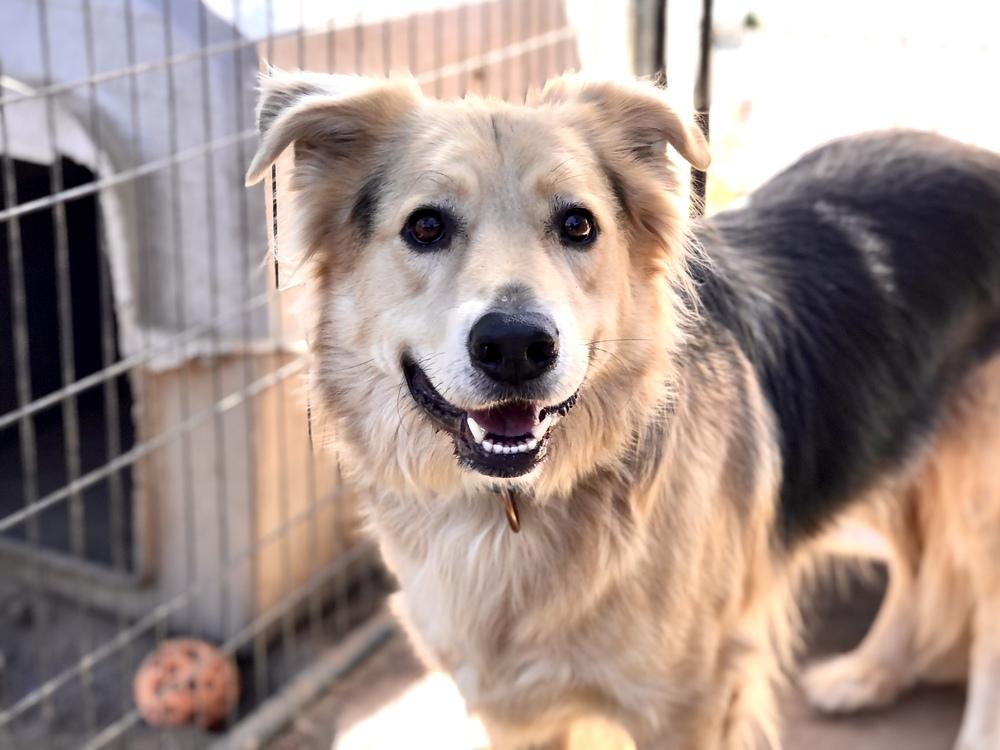 Six, a Adoptable mixed breed in Jamul, CA image 4/6