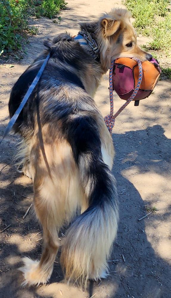 Enlarge Six, a Adoptable mixed breed in Jamul, CA image 6/6