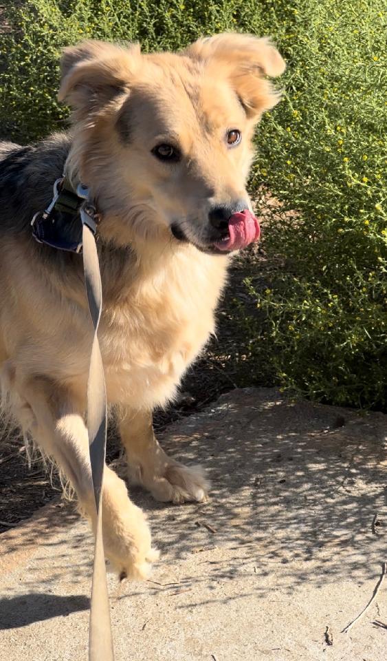 Six, a Adoptable mixed breed in Jamul, CA image 5/6