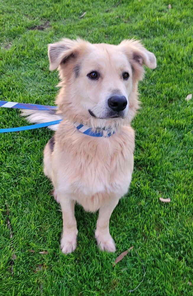 Six, a Adoptable mixed breed in Jamul, CA image 6/6