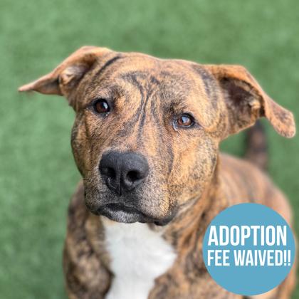 Enlarge Al Poochino, an adoptable mixed breed in Sacramento, CA image 1/3