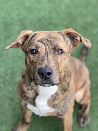 Enlarge Al Poochino, an adoptable mixed breed in Sacramento, CA image 2/3