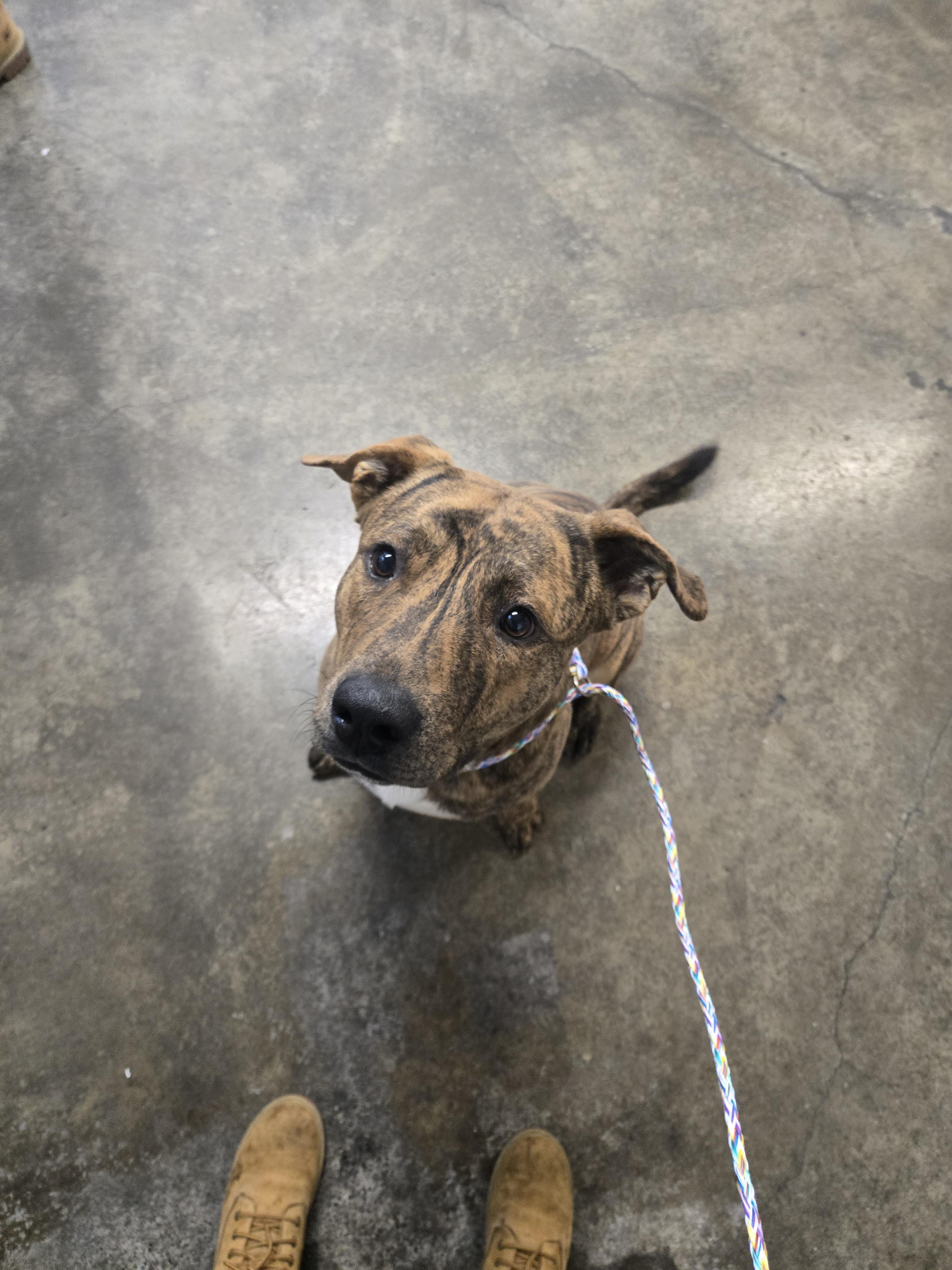 Enlarge Al Poochino, an adoptable mixed breed in Sacramento, CA image 3/3