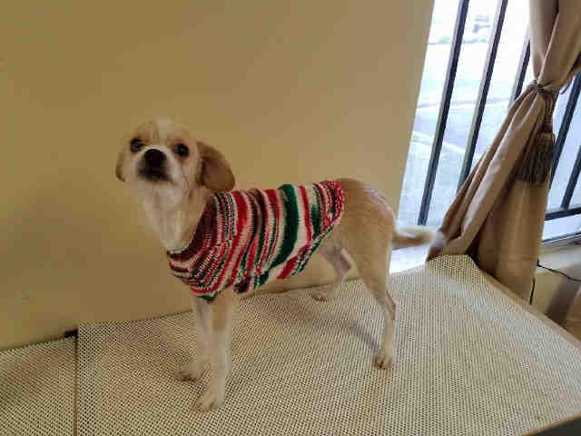 Enlarge SCOTTIE, a Adoptable Brussels Griffon in Lodi, CA image 1/1