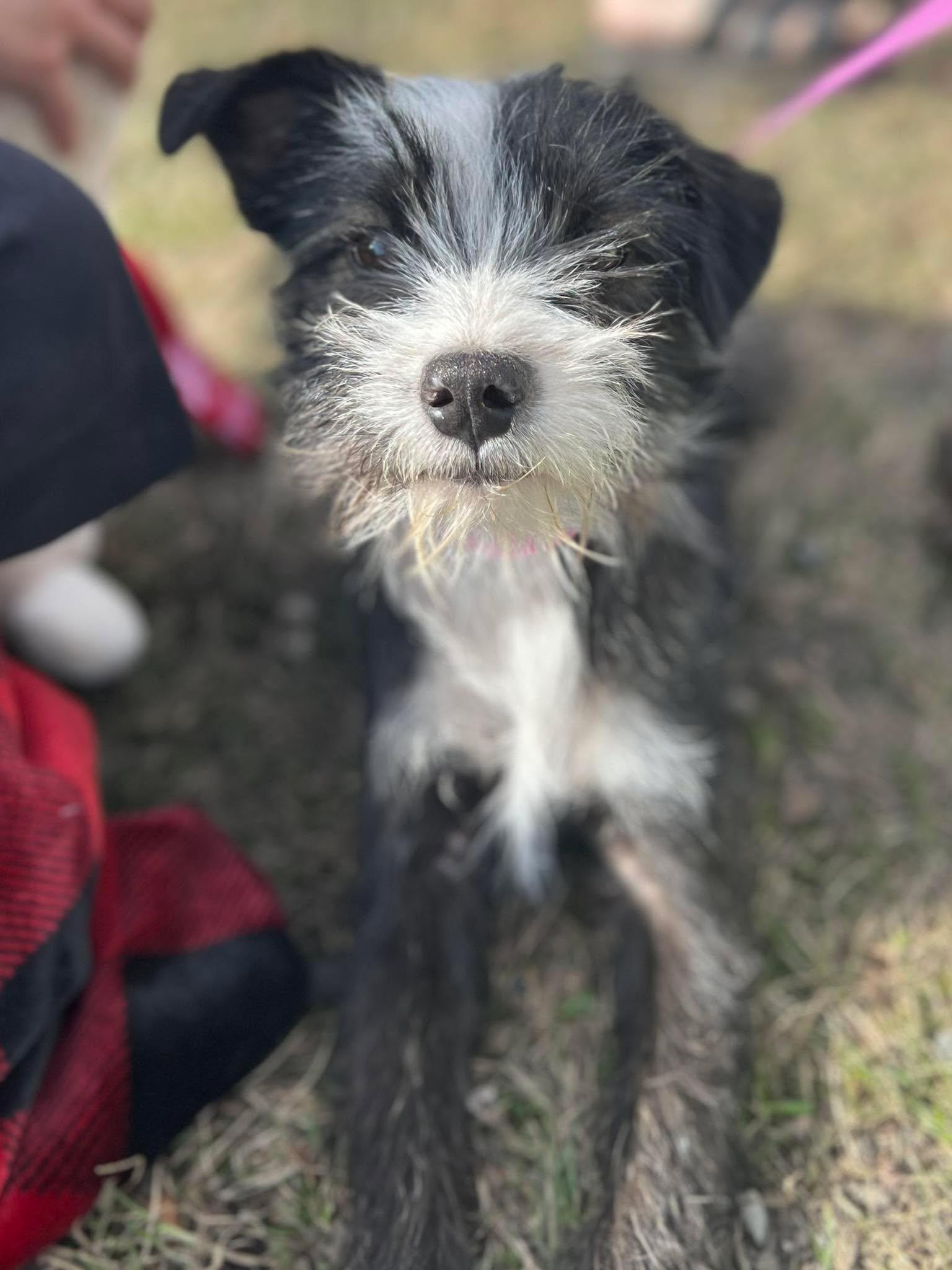 Enlarge Avenzai, a Adoptable mixed breed in Minneapolis, MN image 1/4