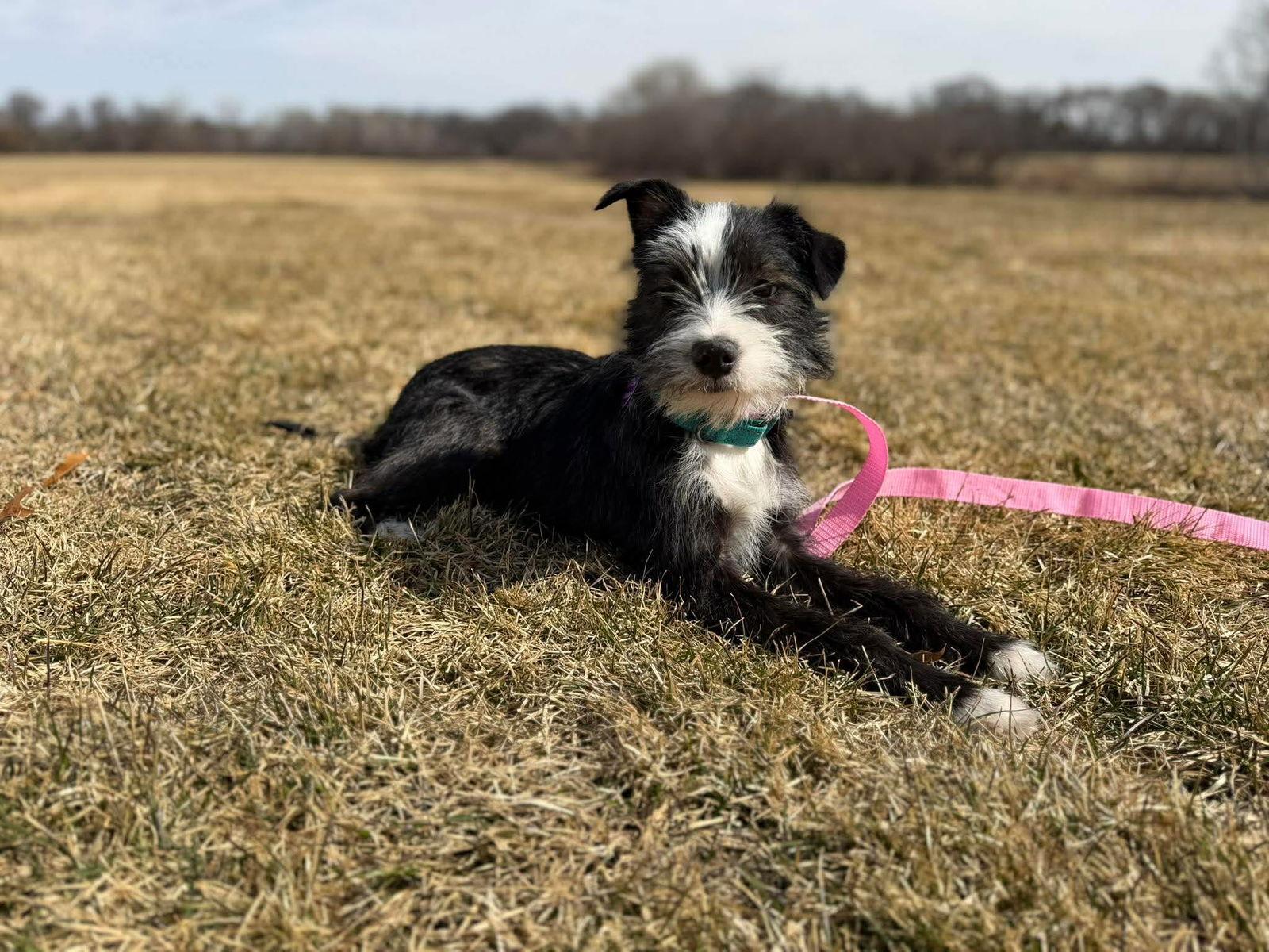 Enlarge Avenzai, a Adoptable mixed breed in Minneapolis, MN image 2/4