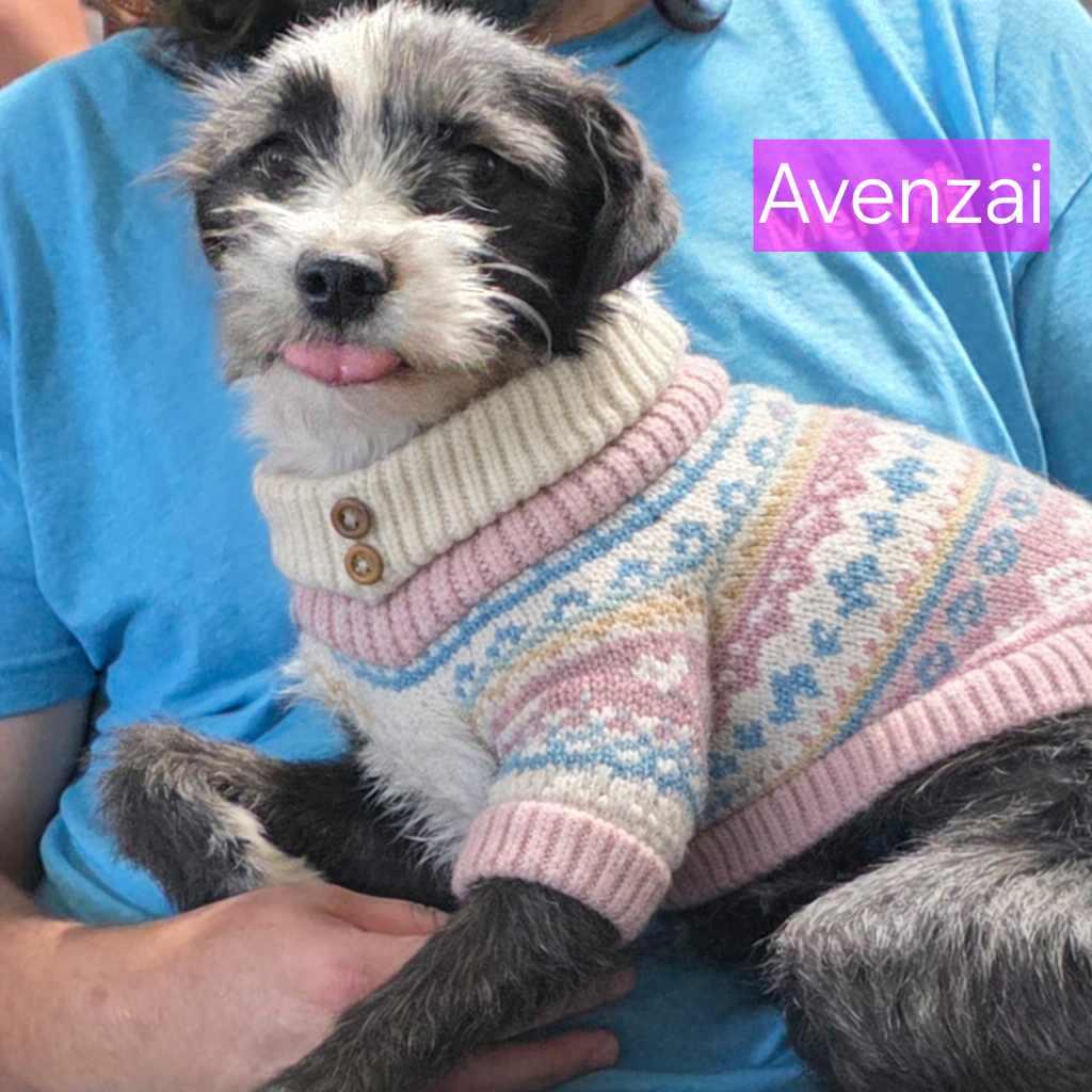 Enlarge Avenzai, a Adoptable mixed breed in Minneapolis, MN image 3/4