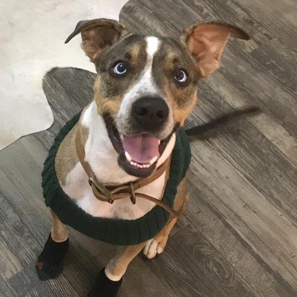 Enlarge Denali, a Adoptable mixed breed in Dallas, TX image 3/3