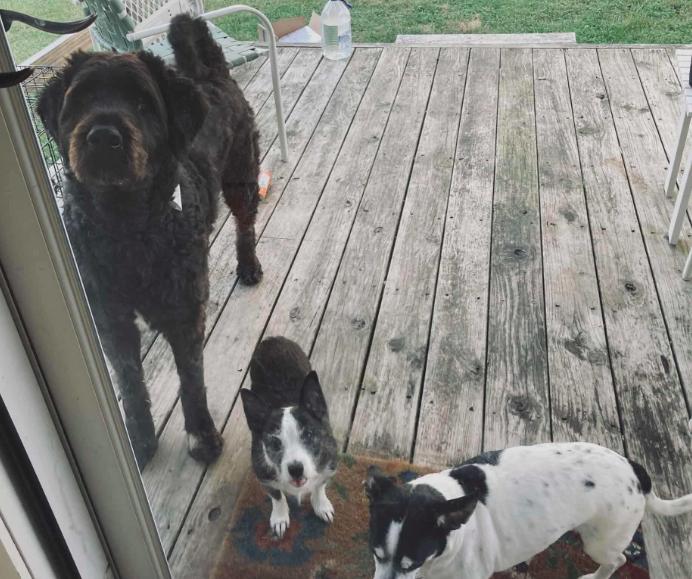 Caesar (Foster or Adopter Needed!), a hold mixed breed in Westwood, NJ image 2/6