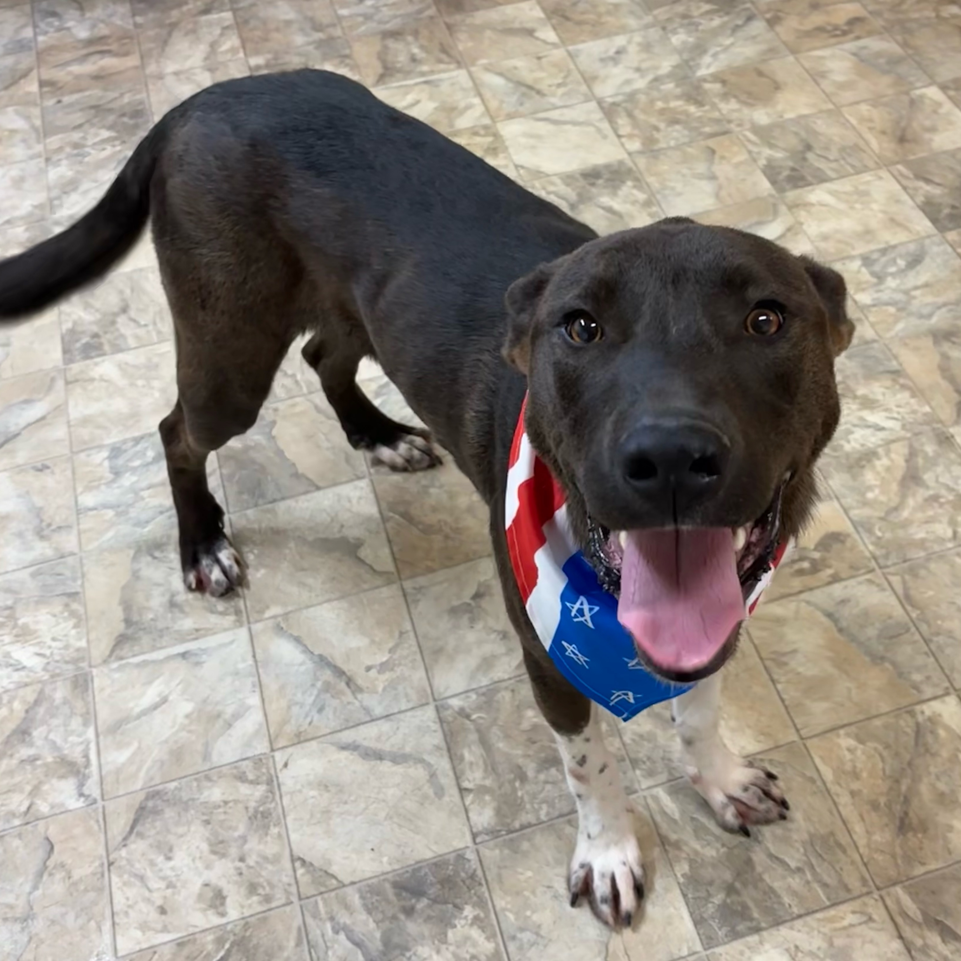 Rector, Adoptable, Adult Male Shepherd.