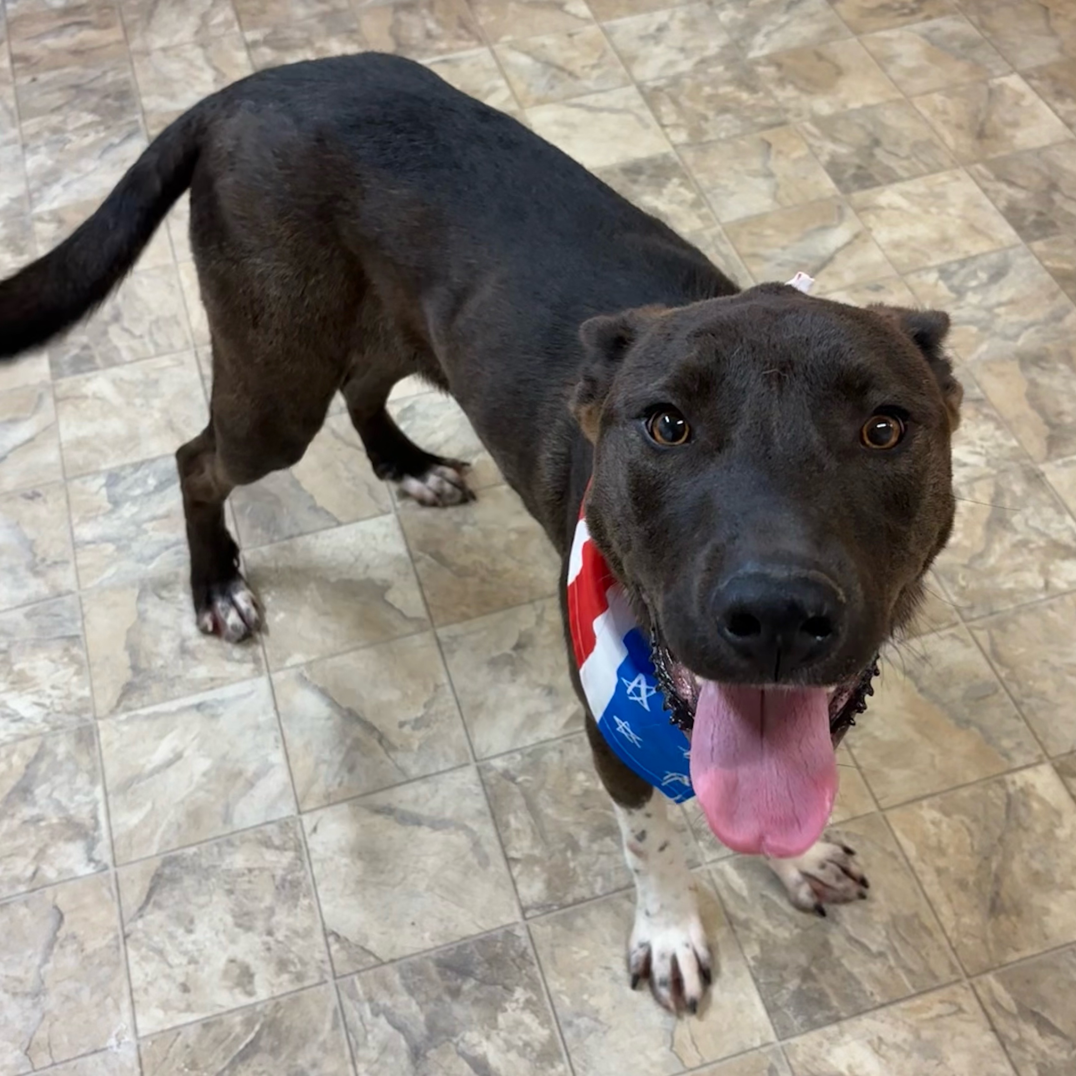 Rector, a Adoptable mixed breed in Pilot Point, TX image 2/3