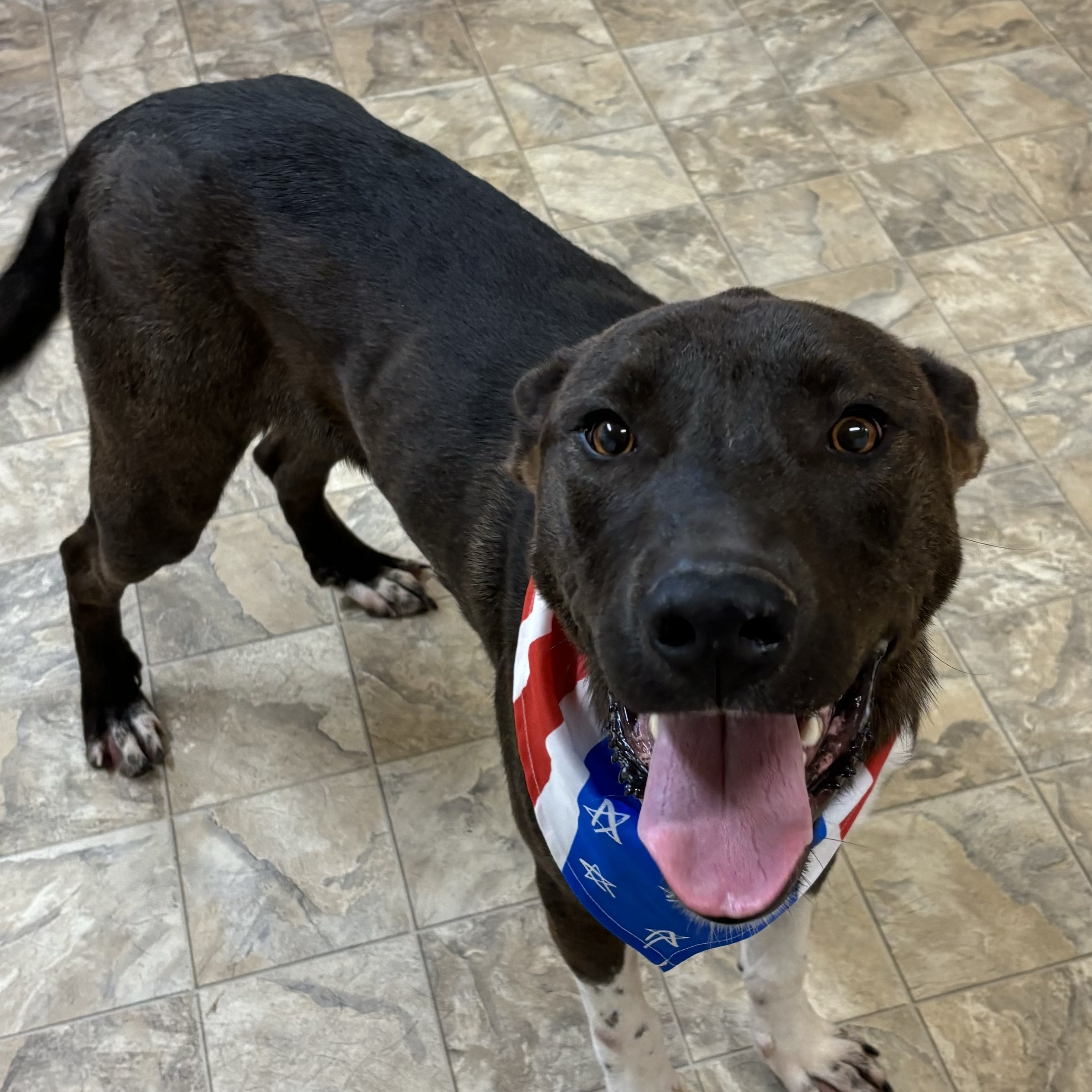 Dog for adoption Rector, a Shepherd Mix in Pilot Point, TX Petfinder