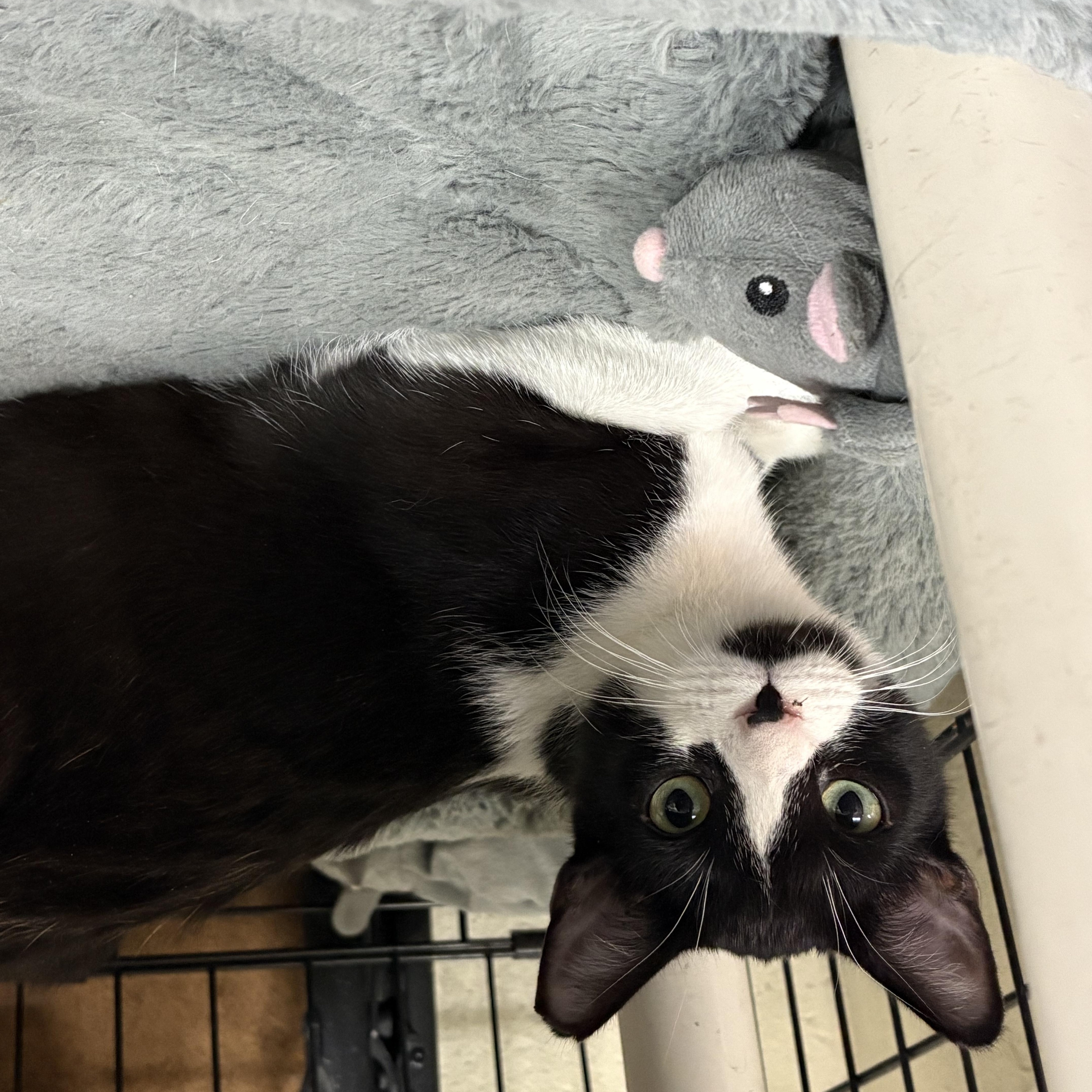 Enlarge Merry, an adopted Domestic Short Hair in Wantagh, NY image 2/3