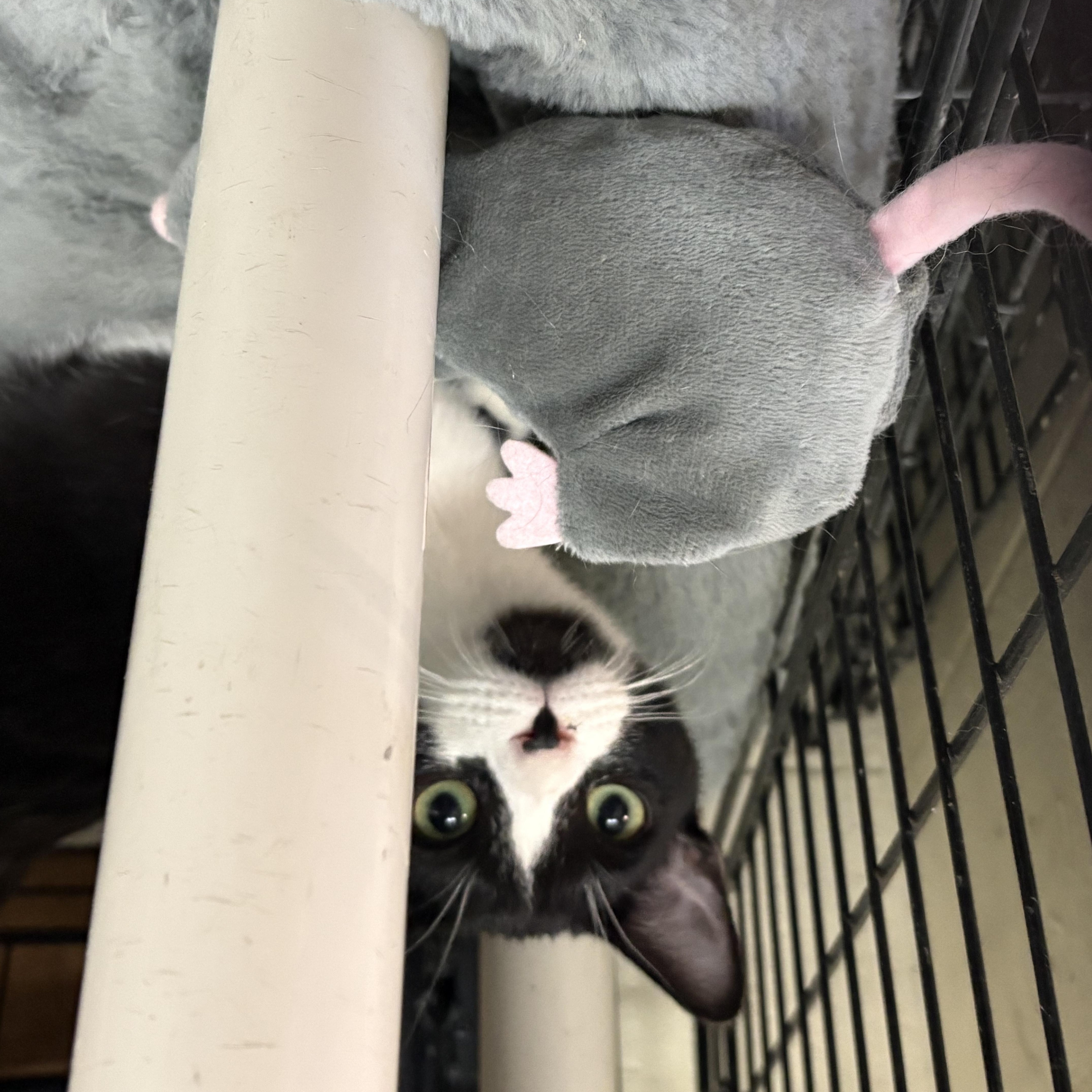 Enlarge Merry, an adopted Domestic Short Hair in Wantagh, NY image 3/3