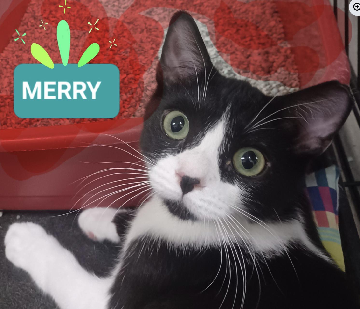 Enlarge Merry, an adopted Domestic Short Hair in Wantagh, NY image 1/3