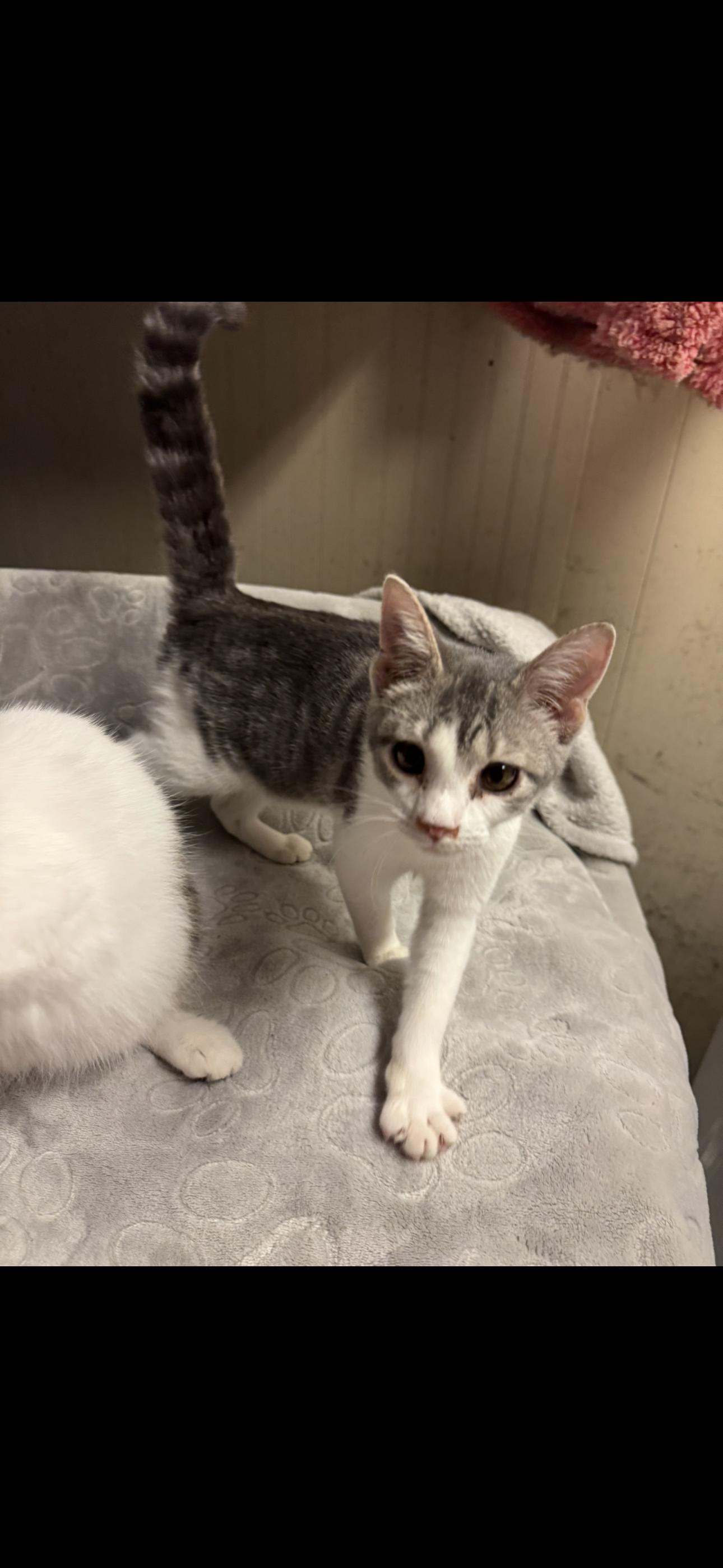 Lollipop, adopted, Kitten Female Domestic Short Hair.