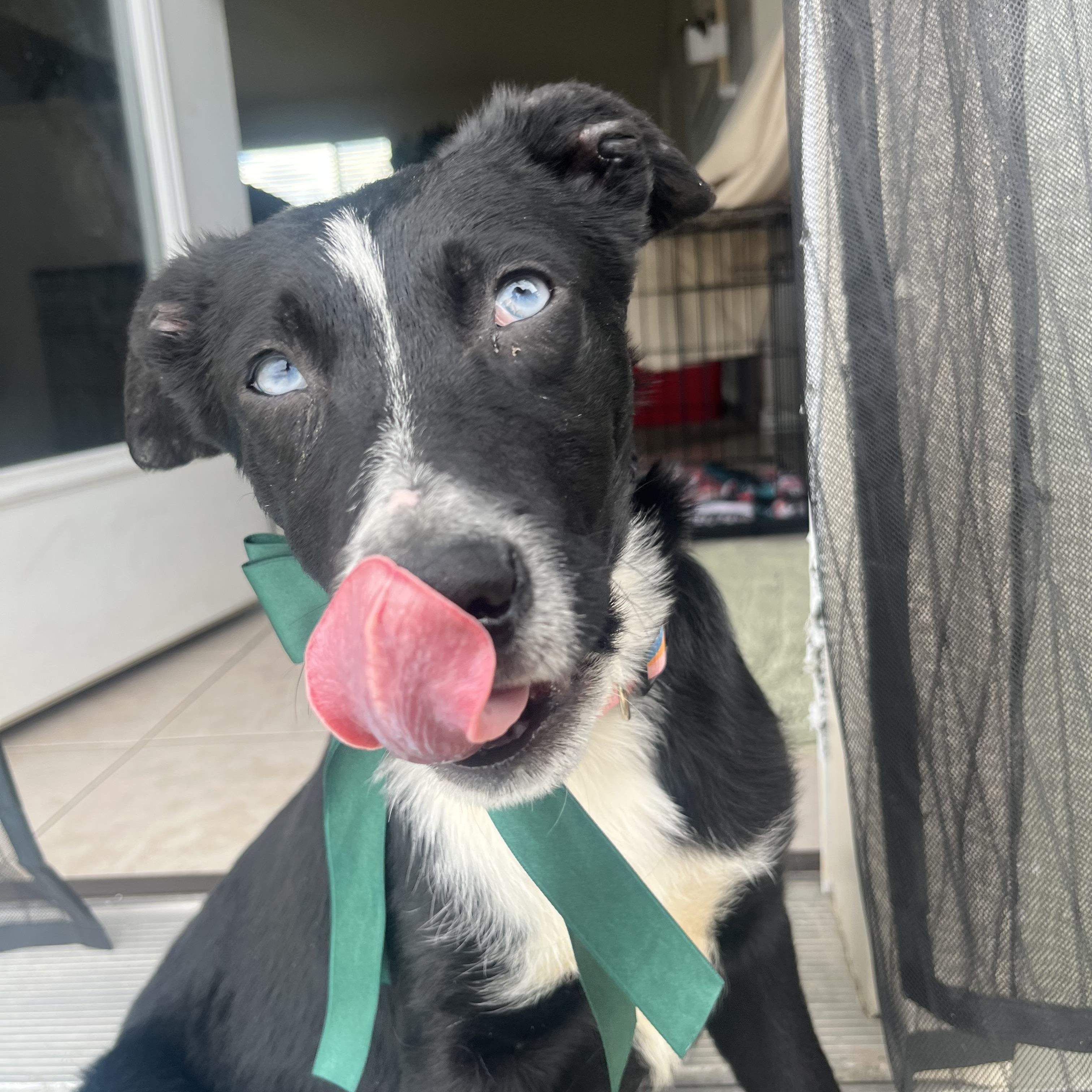 Lolli, a ADOPTABLE mixed breed in Spokane Valley, WA image 2/2