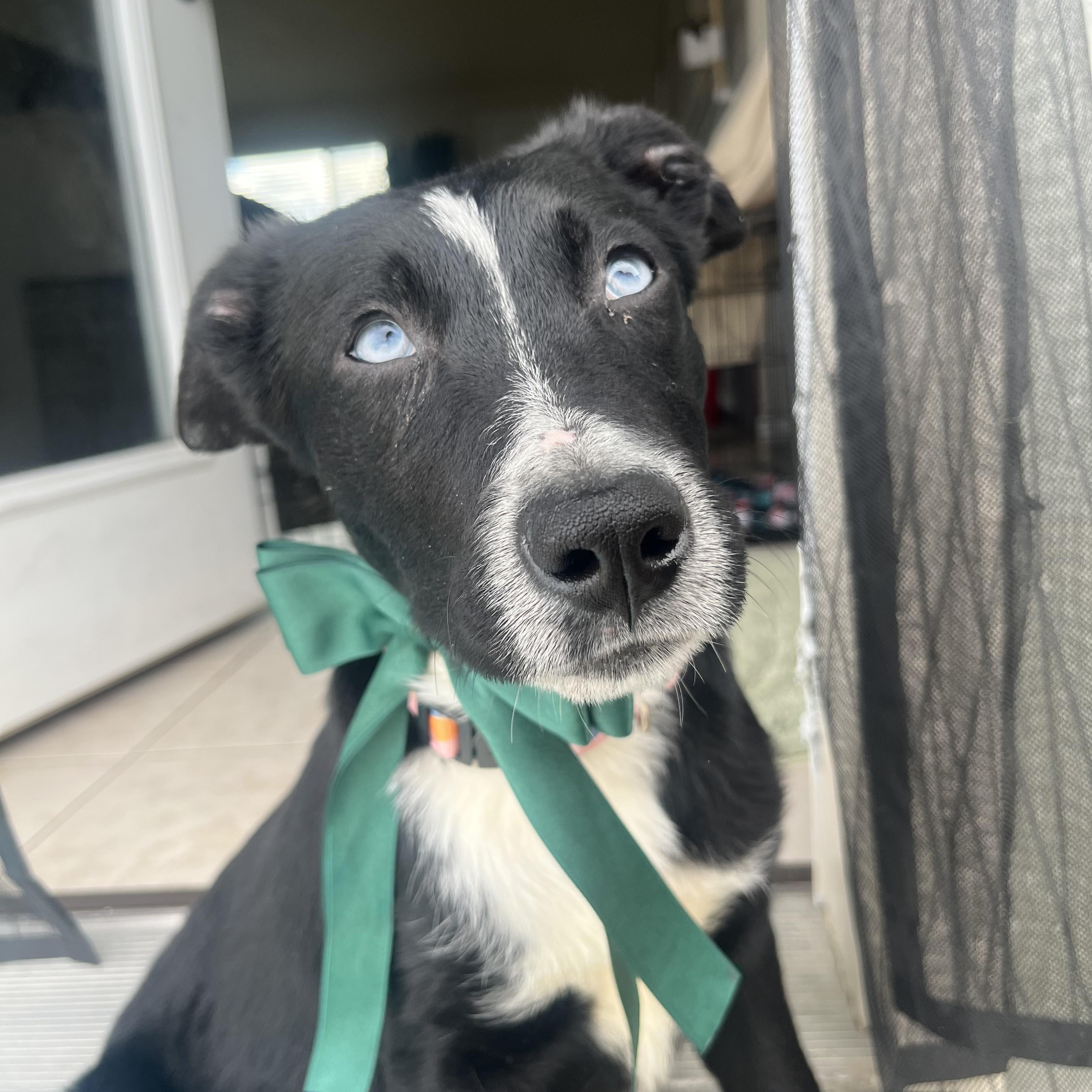 Lolli, ADOPTABLE, Young Female Black Labrador Retriever & Husky.