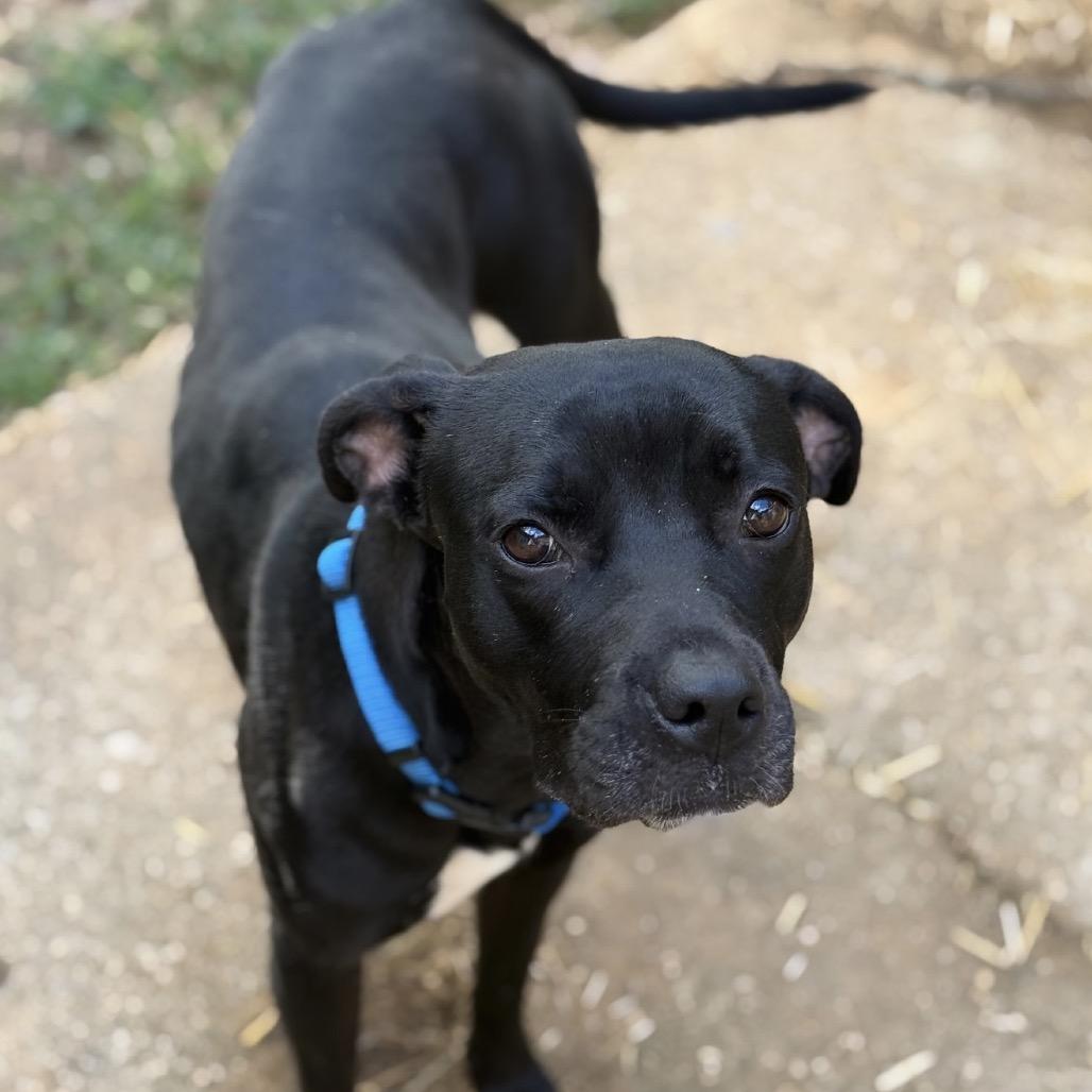 Dolly, Adoptable, Senior Female Labrador Retriever & Mixed Breed.