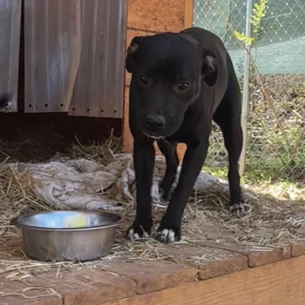 Dolly, Adoptable, Senior Female Labrador Retriever & Mixed Breed.