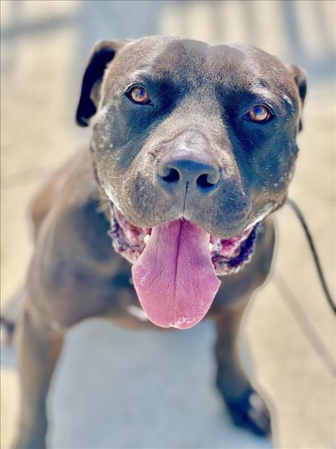 Enlarge MILO, a Adoptable Mixed Breed in Los Angeles, CA image 1/1