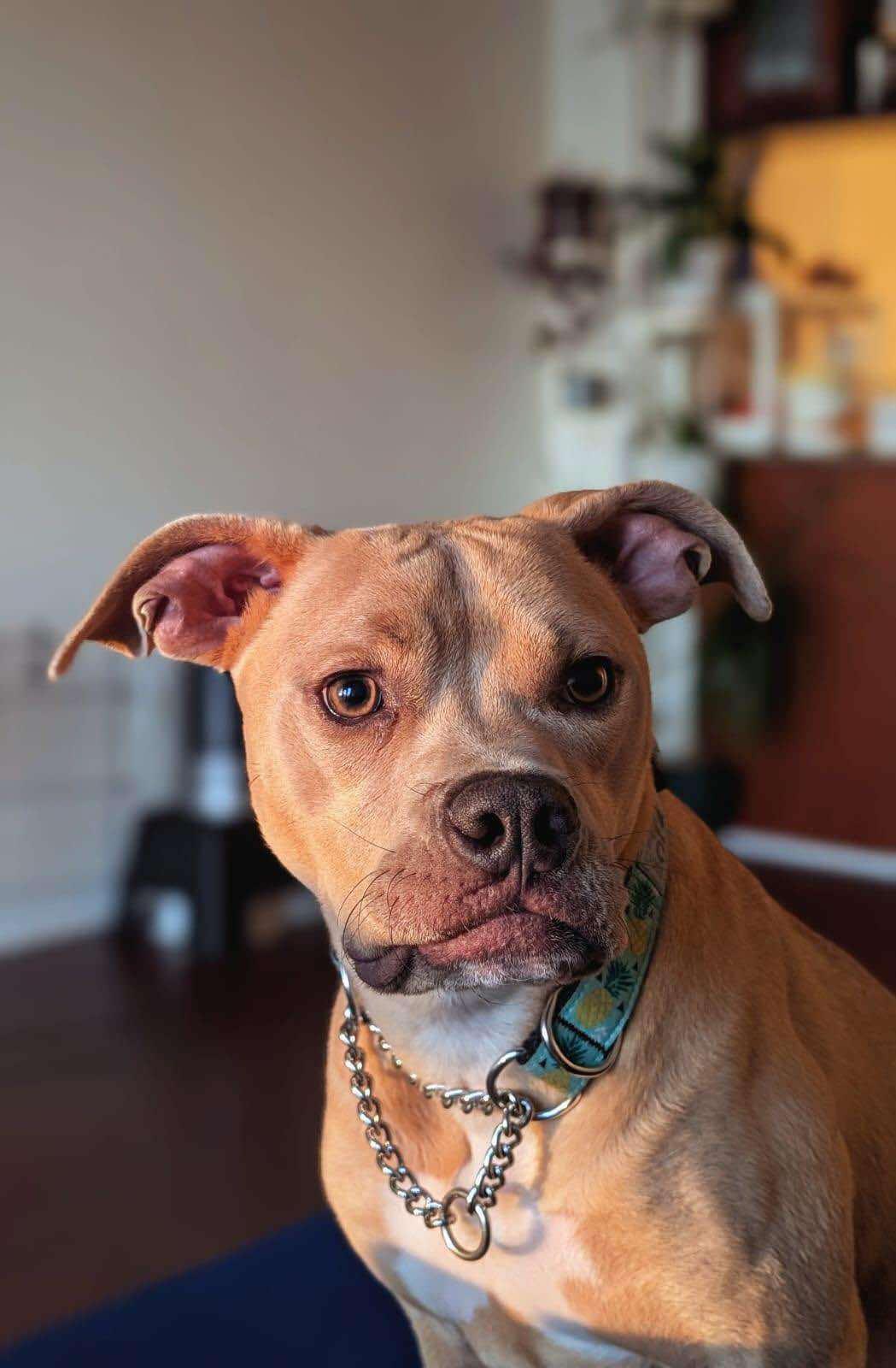 Gabby (20240426-08) **Part of a Bonded Pair**, a Adoptable American Bulldog in Toronto, ON image 4/6