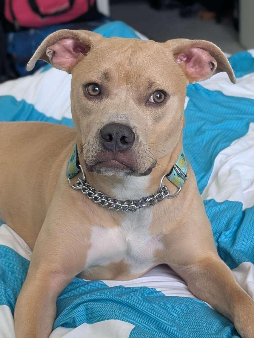 Gabby (20240426-08) **Part of a Bonded Pair**, a Adoptable American Bulldog in Toronto, ON image 3/6