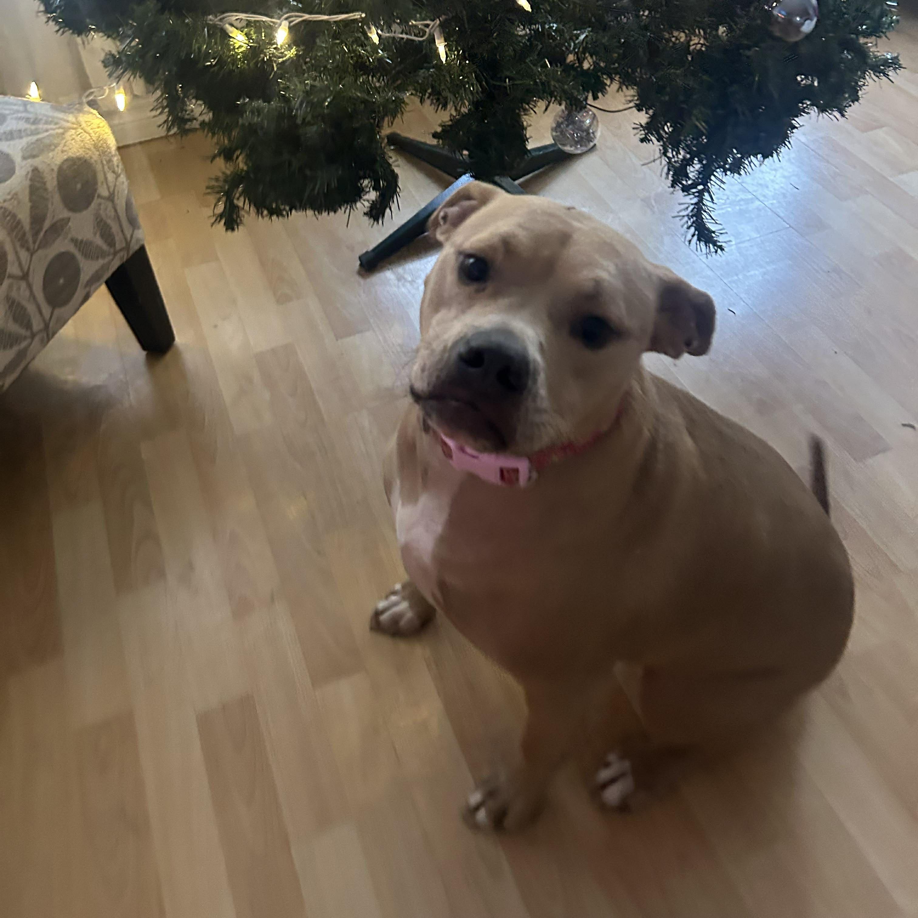 Gabby (20240426-08) **Part of a Bonded Pair**, a Adoptable American Bulldog in Toronto, ON image 2/6