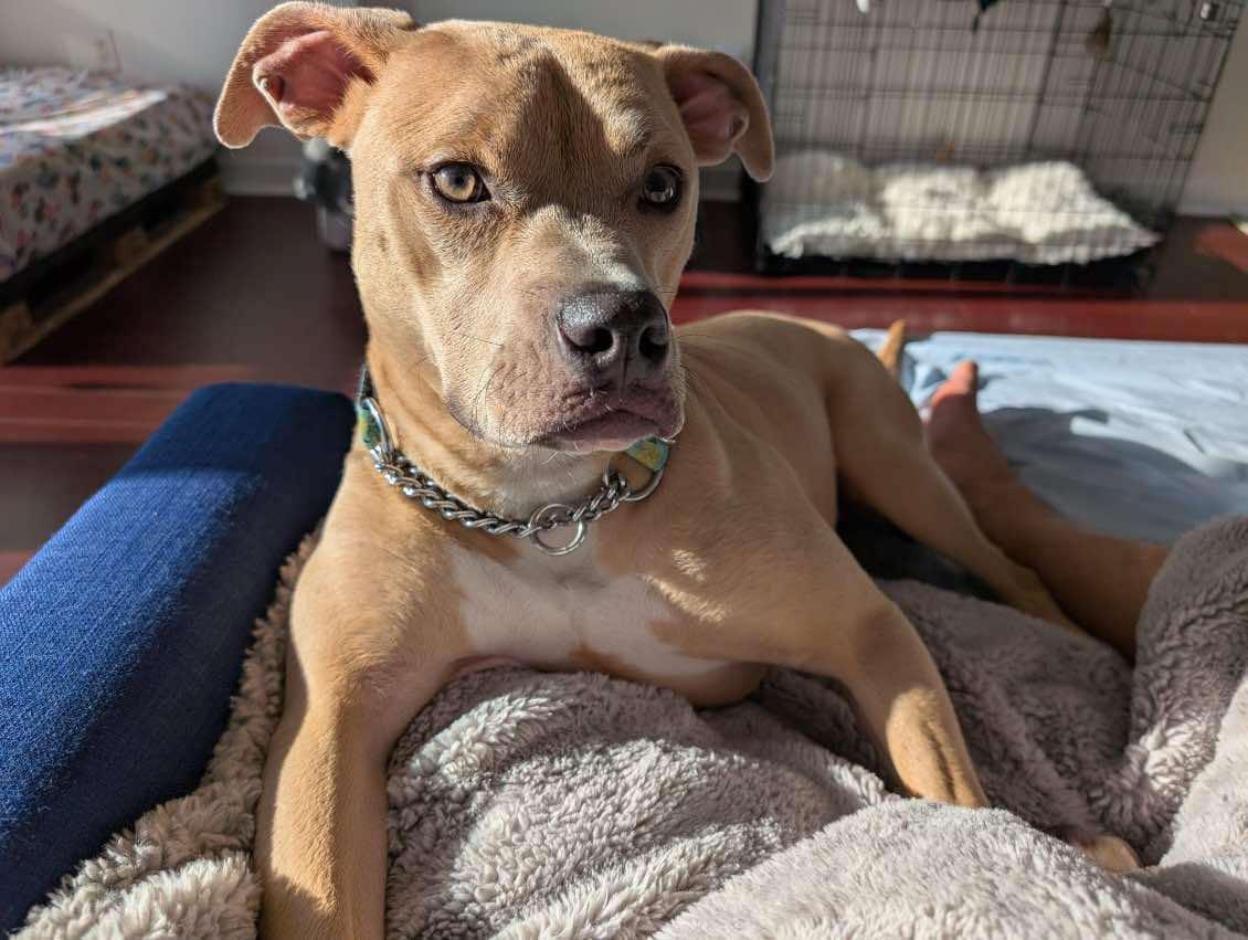 Gabby (20240426-08) **Part of a Bonded Pair**, a Adoptable American Bulldog in Toronto, ON image 6/6
