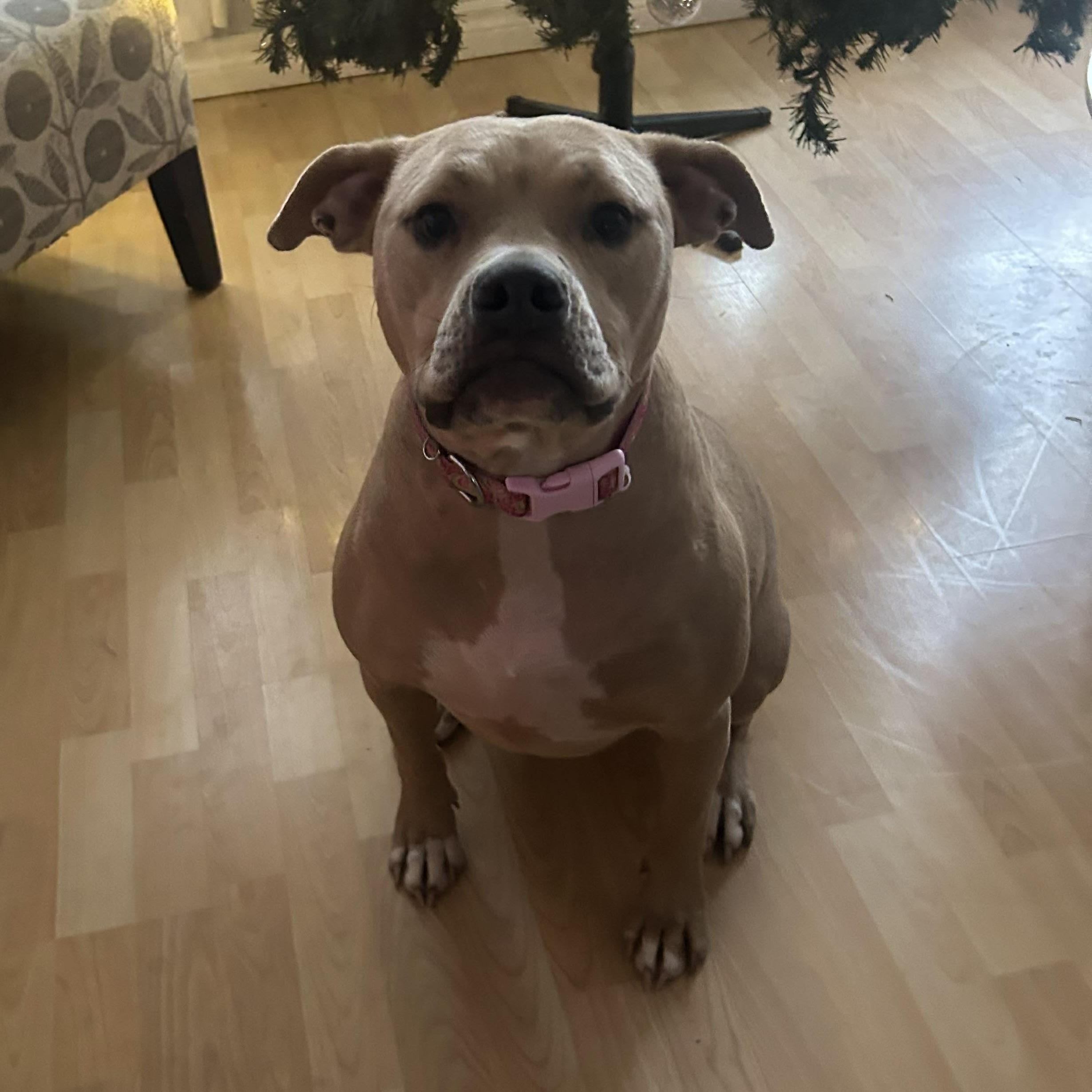Gabby (20240426-08) **Part of a Bonded Pair**, a Adoptable American Bulldog in Toronto, ON image 1/6