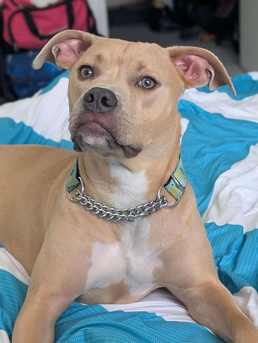 Gabby (20240426-08) **Part of a Bonded Pair**, a Adoptable American Bulldog in Toronto, ON image 5/6