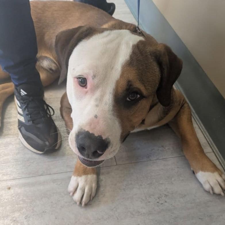 Howie, adopted, Adult Male Pit Bull Terrier.