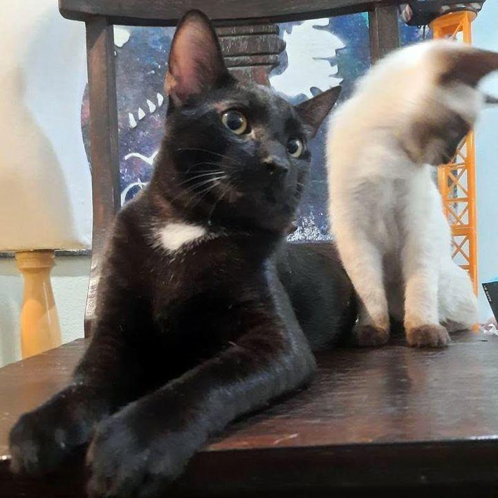 Yamato, Adoptable, Young Male Domestic Short Hair.