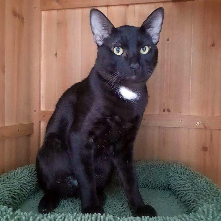 Enlarge Yamato, a Adoptable Domestic Short Hair in Redlands, CA image 2/2