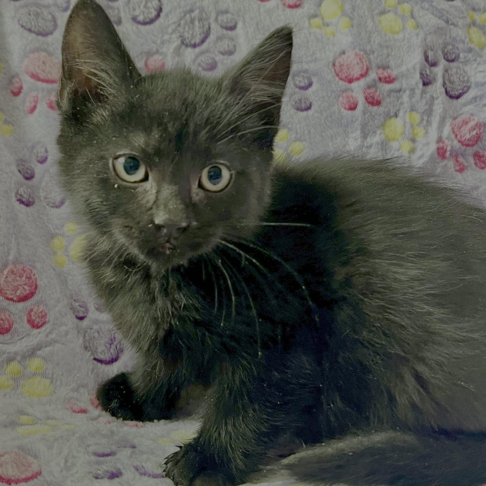 Enlarge Venom (Eddie Brock), an adopted mixed breed in Griswold, CT image 4/6