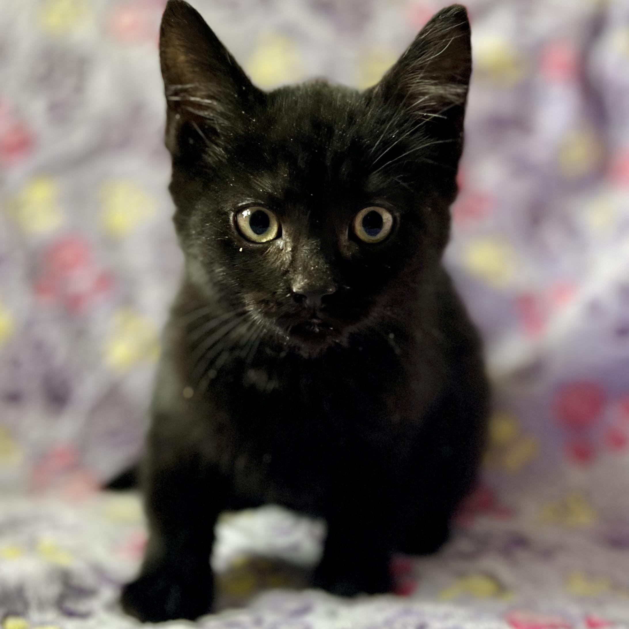 Enlarge Venom (Eddie Brock), an adopted mixed breed in Griswold, CT image 6/6