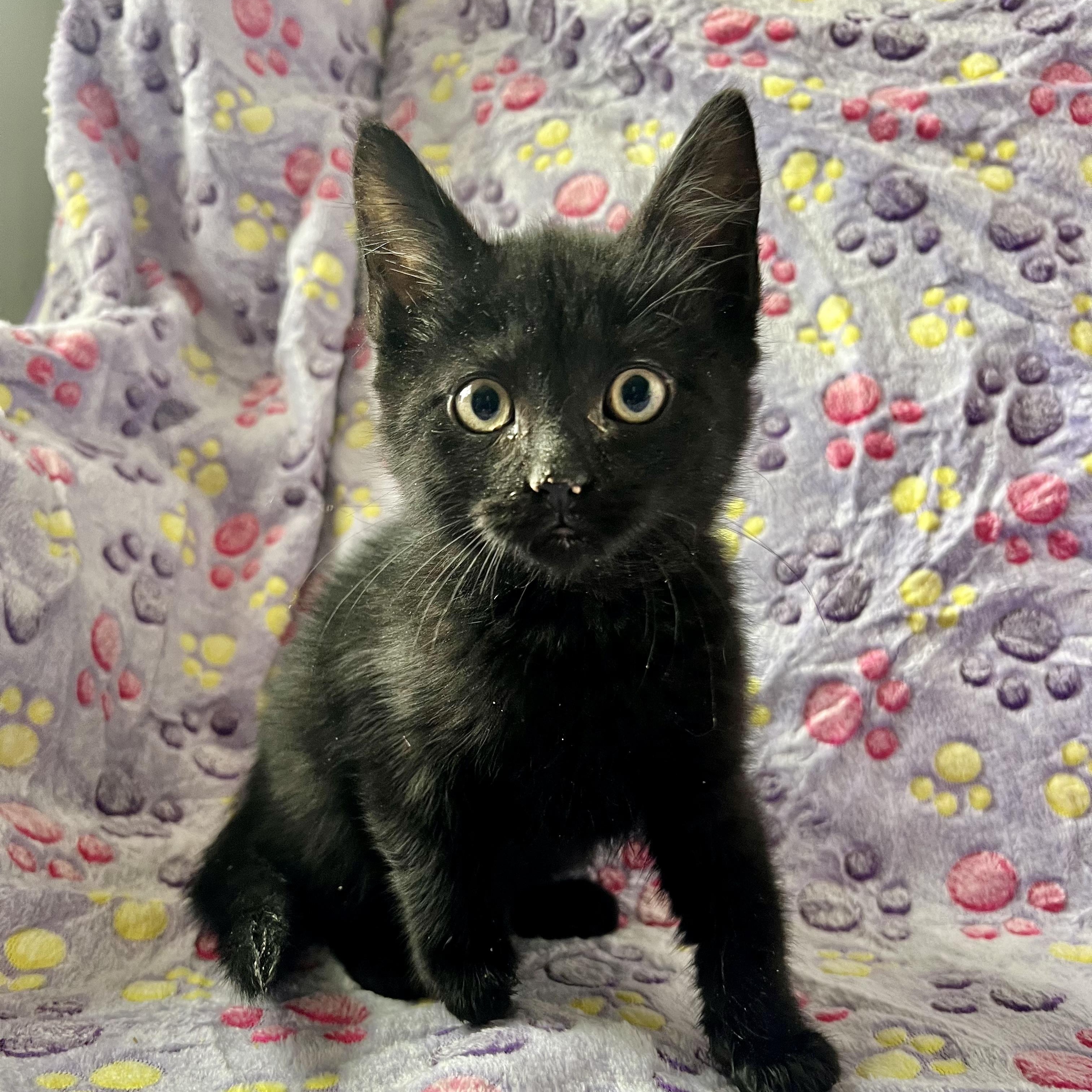 Enlarge Venom (Eddie Brock), an adopted mixed breed in Griswold, CT image 5/6