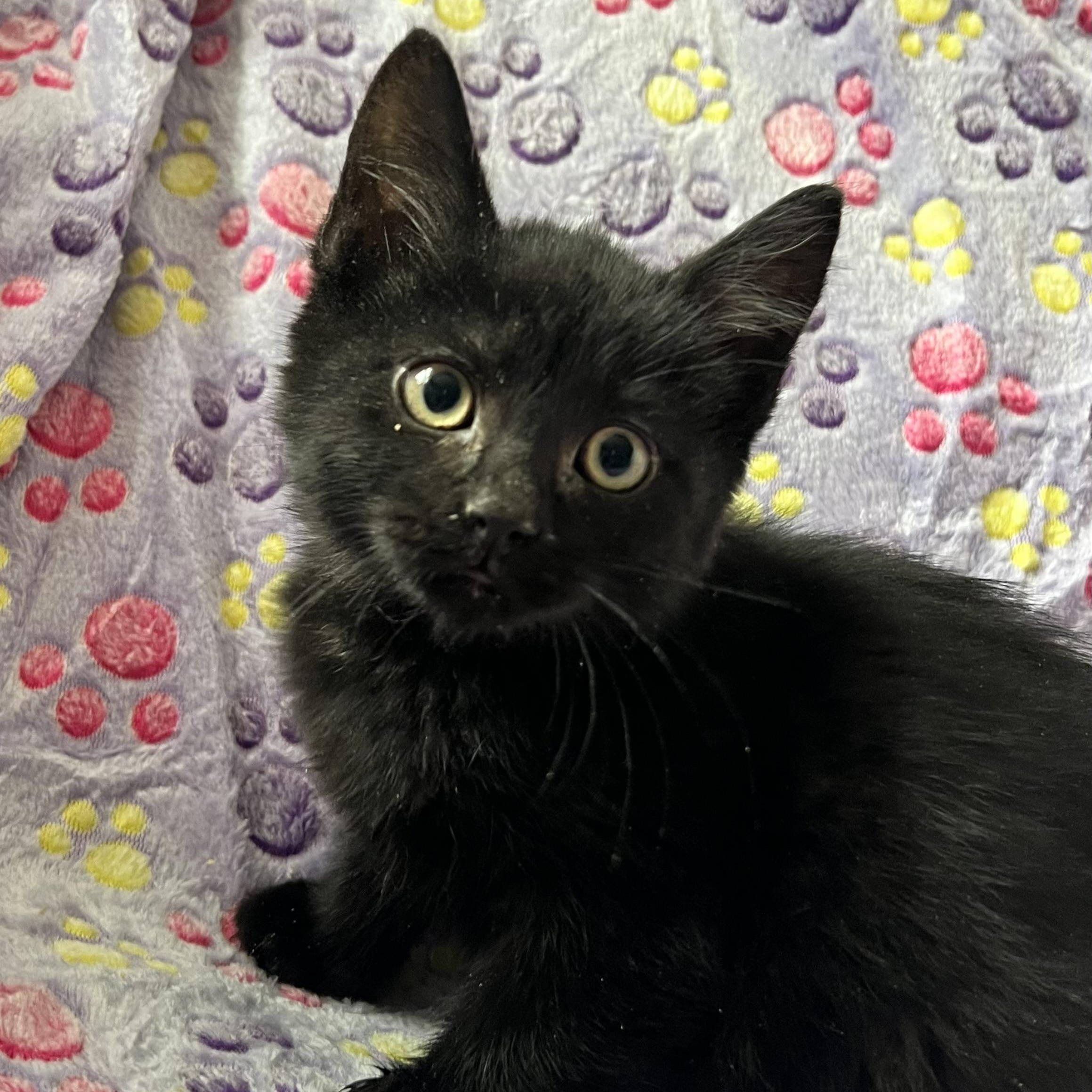 Enlarge Venom (Eddie Brock), an adopted mixed breed in Griswold, CT image 2/6