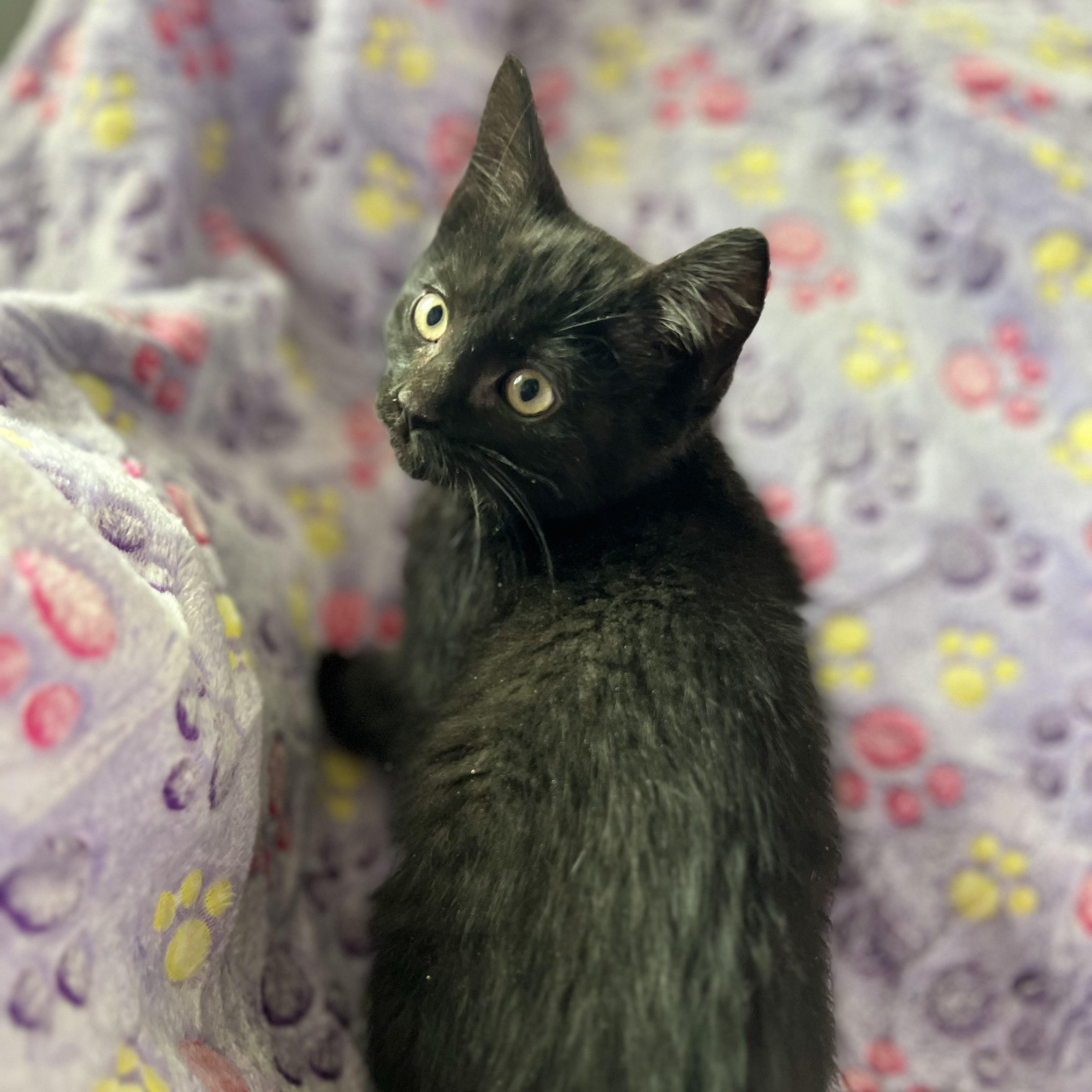 Enlarge Venom (Eddie Brock), an adopted mixed breed in Griswold, CT image 3/6