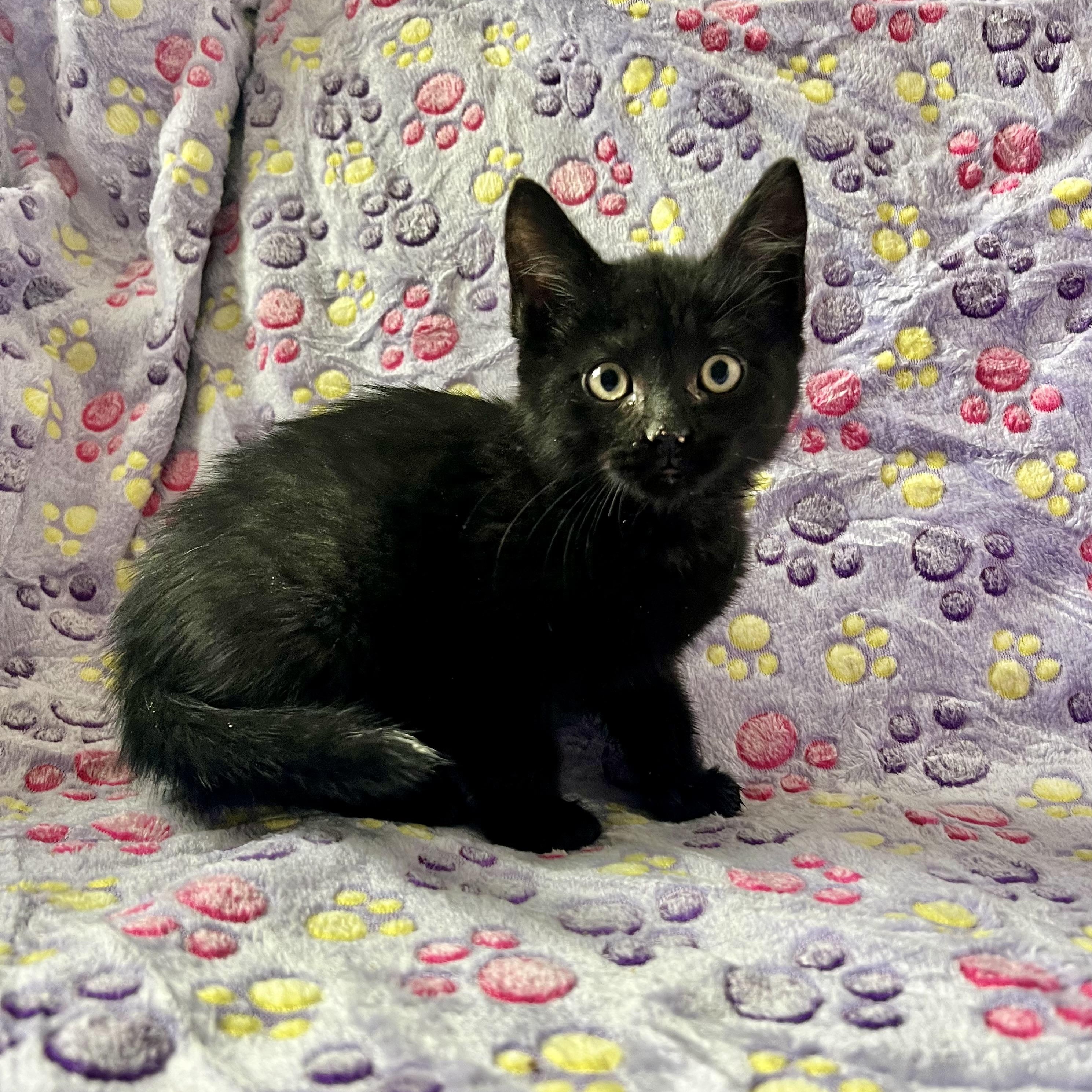 Enlarge Venom (Eddie Brock), an adopted mixed breed in Griswold, CT image 1/6