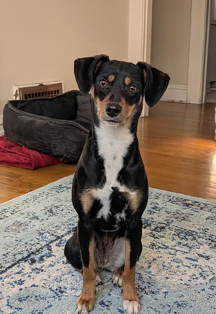 Enlarge Layla, a ADOPTABLE mixed breed in Denver, CO image 2/6