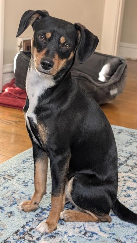 Enlarge Layla, a ADOPTABLE mixed breed in Denver, CO image 1/6